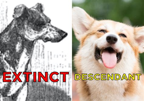 Extinct Dogs 的图像结果