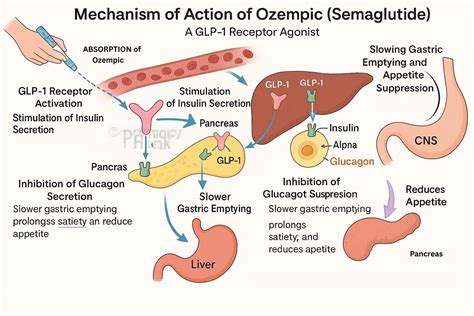 Mechanism of Action of Ozempic