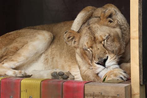 Lioness Elza - FELIDA Big Cat Sanctuary - a project by FOUR PAWS