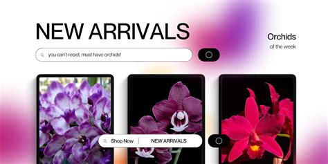 Orchid-tree | Premium Quality Orchids Plants Online India – Orchid-Tree