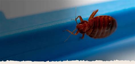 Bed Bug Heater Rental Services Mesquite | Bed Bug Heater Tre