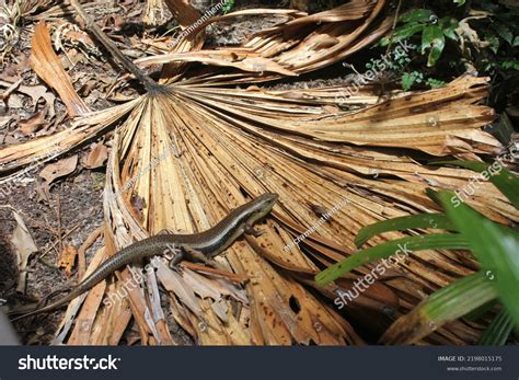 Skink Lizard Daintree Rainforest Wildlife Queensland Stock Photo 2198015175 | Shutterstock