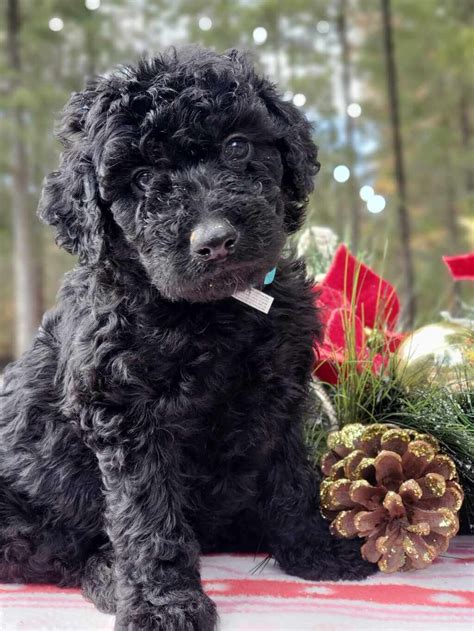 Black Goldendoodle | A Pet Guide on Dog Breed Facts & Information ...