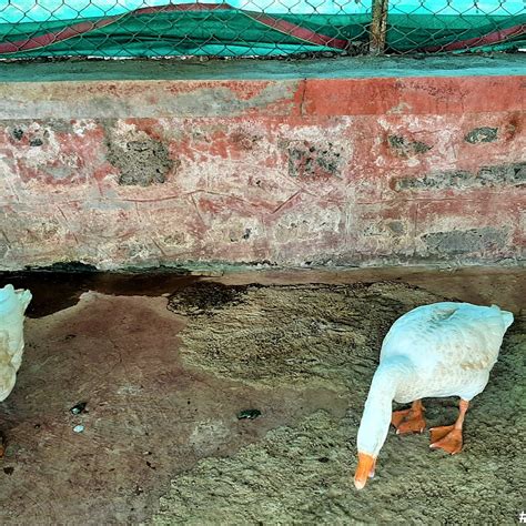 MORACHI CHINCHOLI (2025) All You Need to Know BEFORE You Go (with ...