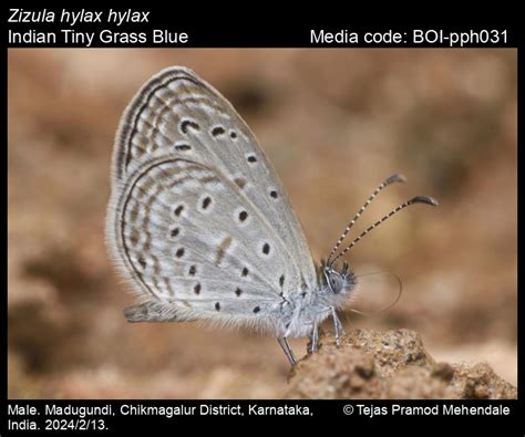 Zizula hylax hylax | Butterfly