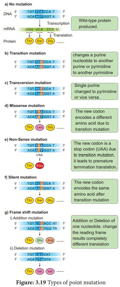 Image result for Point mutation Causes