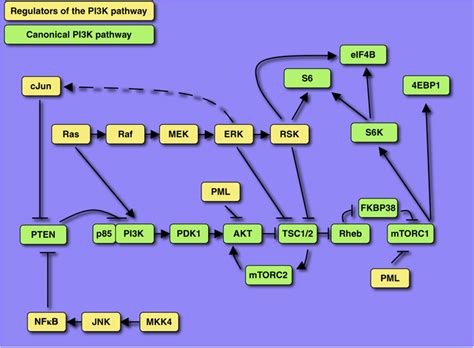 Image result for PI3K Pathway