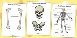 Skeleton Diagram | Blank Skeleton Worksheet (teacher made)