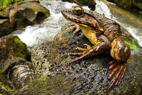 Image result for African Bullfrog vs Python