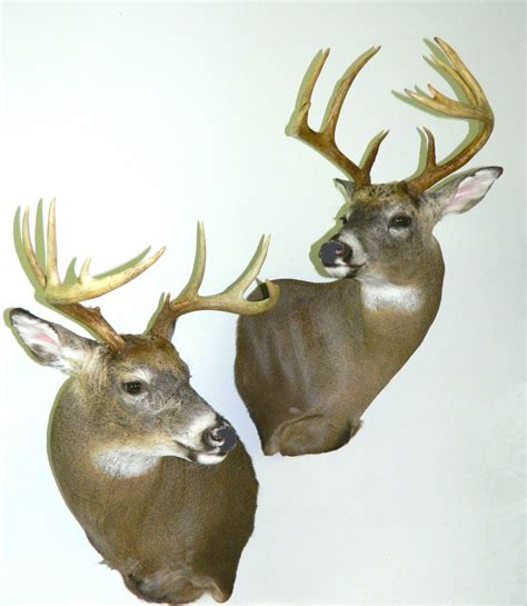 Deer Taxidermy Pennsylvania,Deer Whitetail Shoulder Mounts Wall,Deer ...