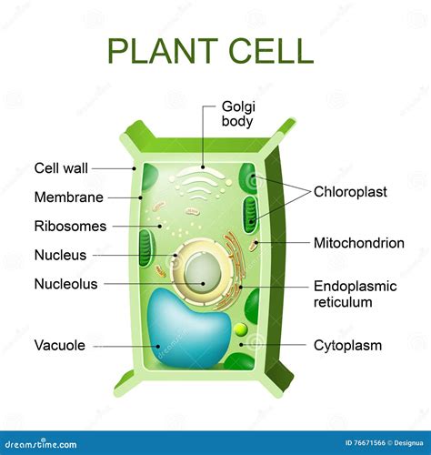 Plant Cell Structure With Titles And Different Organelles Cartoon ...