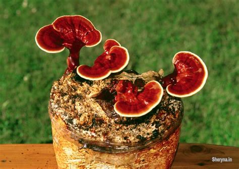 Reishi mushroom Training - Ganoderma mushroom training - Kolhapur ...