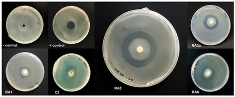 Genome Sequencing and Analysis of Trichoderma (Hypocreaceae) Isolates ...