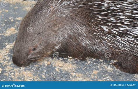 Porcupine Latin. Hystrix Genus of Rodents Stock Image - Image of hystrix, spiny: 193419851