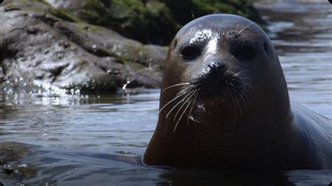 Wild Seals in the Thames - Unexpected Wilderness Video | Discover Fun ...