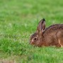 Image result for Wild Baby Hare