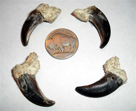 Wolf Claws 的图像结果