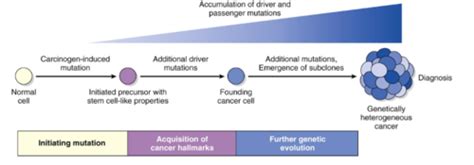 Neoplasia Flashcards | Quizlet