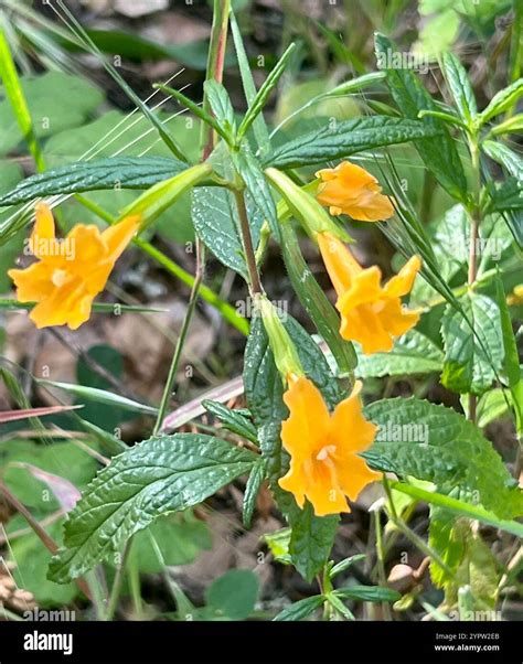 orange bush monkeyflower (Diplacus aurantiacus Stock Photo - Alamy