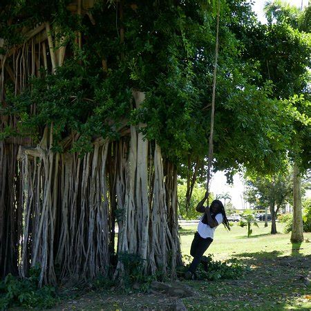Dominica Botanic Gardens (Roseau) - 2019 What to Know Before You Go ...