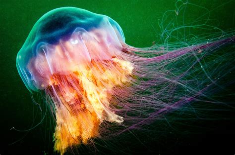 Image result for String Methods Which Are Suppported in Python