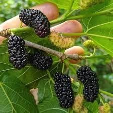 GREEN WAVE Live Shahtoot/Mulberry Plant hybrid : Amazon.in: Garden ...