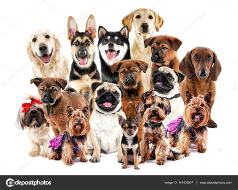 Group of cute dogs Stock Photo by ©belchonock 147439097