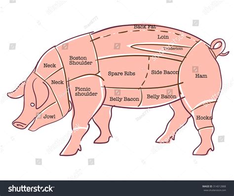 Pork Pig Cuts Stock Vector 314012888 - Shutterstock