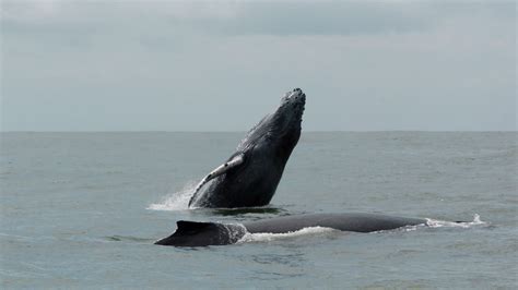 Ballenas jorobadas ya se encuentran en los Parques Nacionales Naturales ...