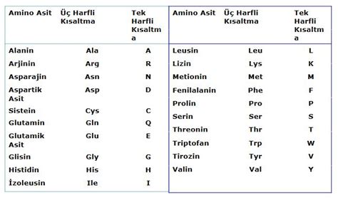 Amino Asit Nedir?