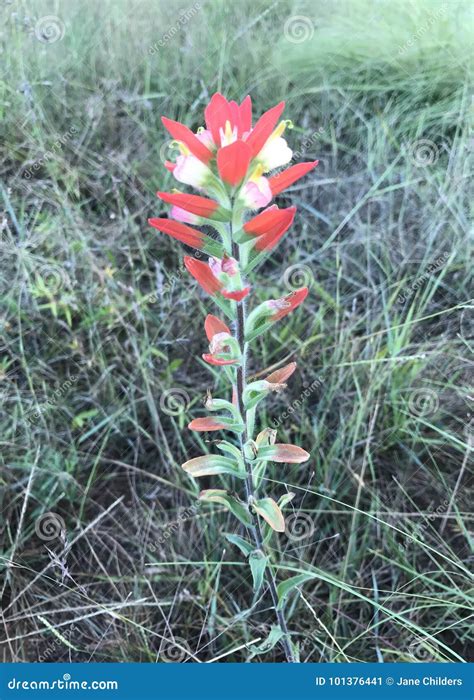 Indian Paintbrush Flower stock image. Image of perineal - 101376441
