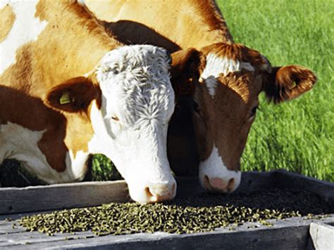 cattle feed - Paragon Enterprise Industries