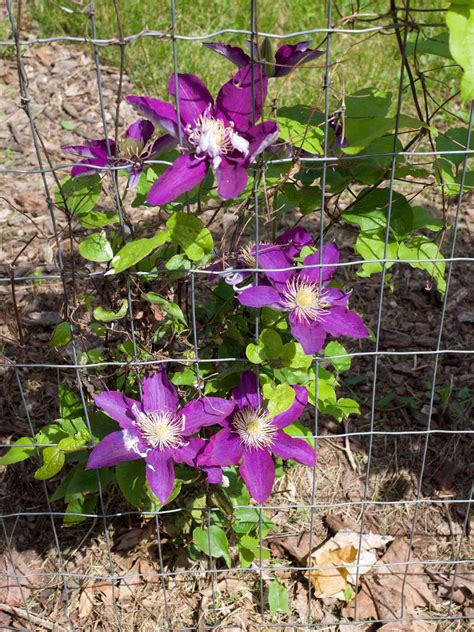 40 Clematis Varieties for a Pretty Pop of Purple