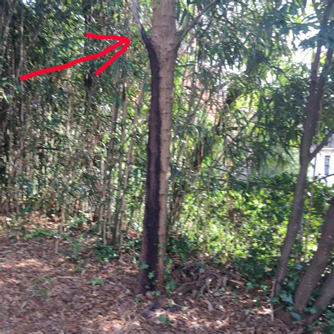 Image result for Tree Rot Treatment