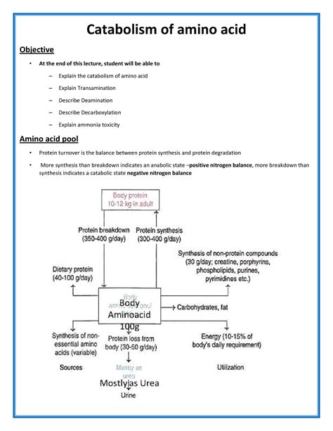 Catabolism of amino acid - Catabolism of amino acid Objective At the ...