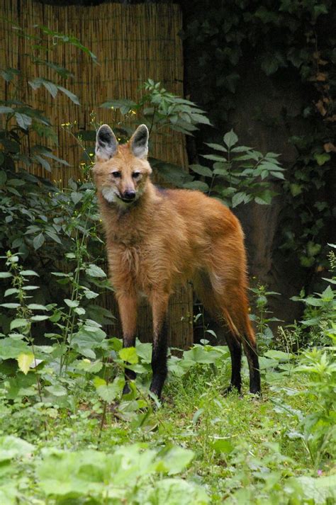 Maned Wolves 的图像结果