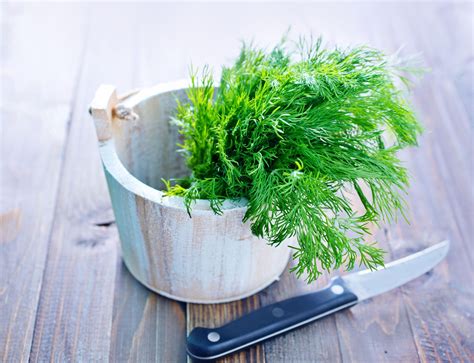 Dill plant care – our editor's guide to growing perfect dill | Livingetc