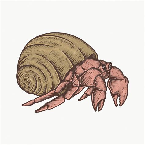 Hermit Crab Drawing