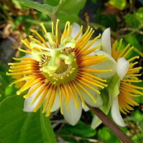Passiflora yellow (Krishna Kamal) Flowering Live Plant – Bees Plant Hub