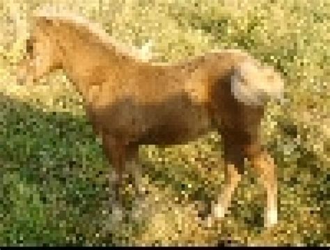 Classic Pony Stutfohlen | kleintiermarkt.com