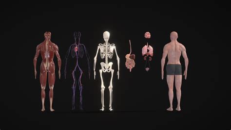 Animated Human Body 的图像结果