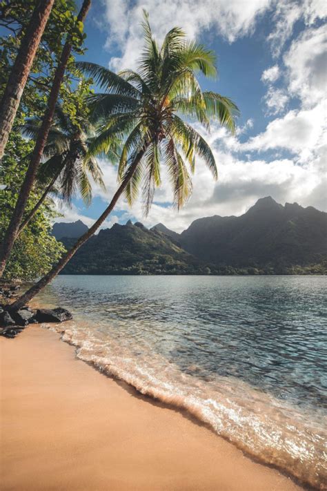 Image result for Sesame Tree Tumblr