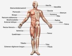 Disorders of Muscular and Skeletal System - Biology for Grade 11 PDF ...