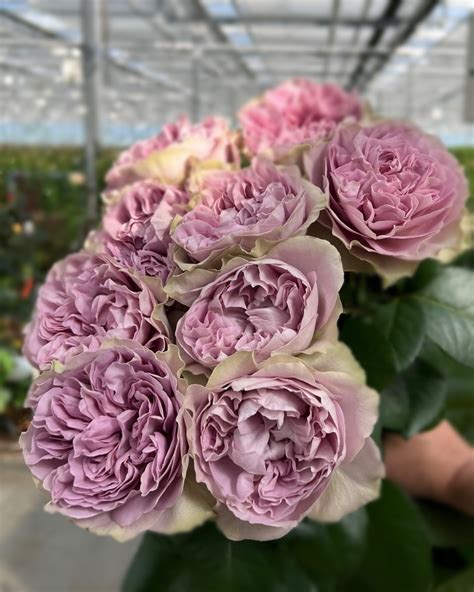 Vip Roses NEW for 2025! - Westflor