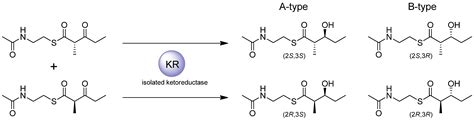 The Stereochemistry of Complex Polyketide Biosynthesis by Modular ...