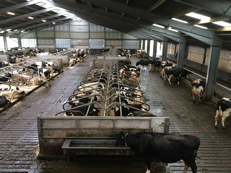 How cattle house flooring can reduce ammonia emissions | AHDB