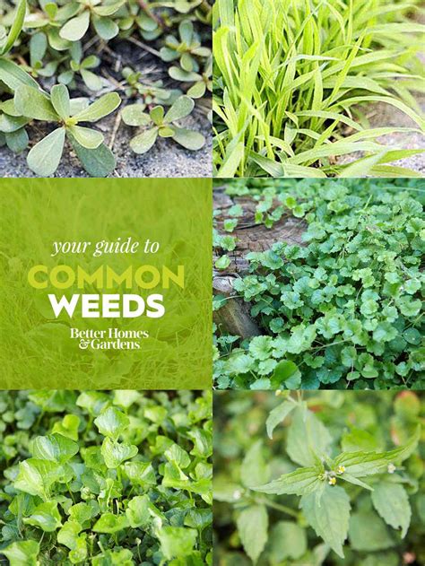 Weed Identification Guide | Better Homes & Gardens