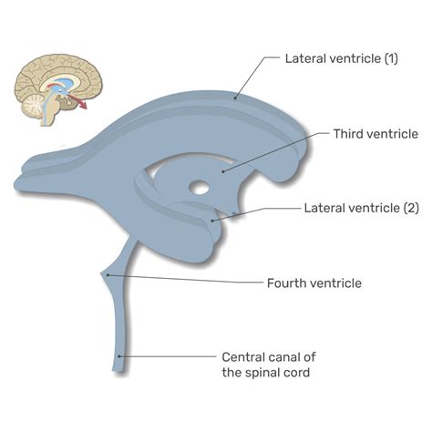 Ventricles Meaning