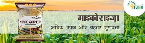 Mycorrhiza for Controlling Soil-borne Plant Diseases | For Plant ...