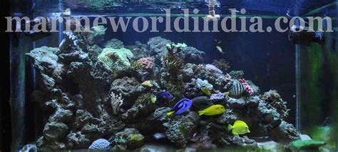 marine reef aquarium setup | salt water aquarium manufacturer ...